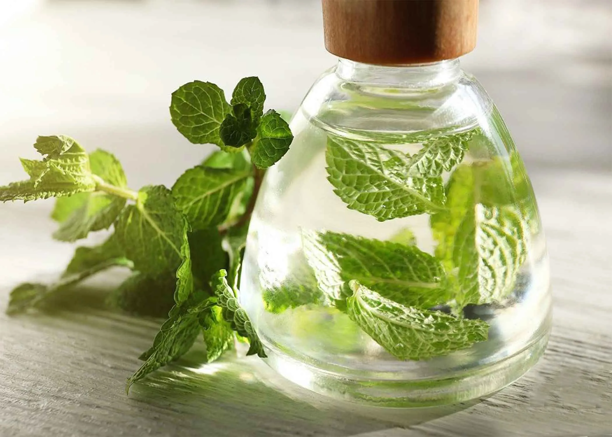راهنمای خرید خواص درمانی عرق نعناع + قیمت عالی