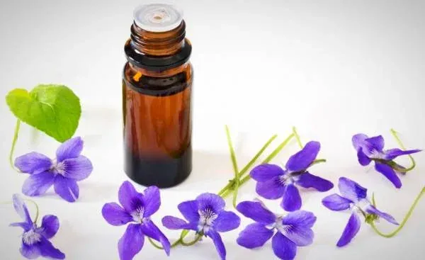 اسانس گل بنفشه آرام بخش قوی + قیمت خرید، کاربرد، مصارف و خواص