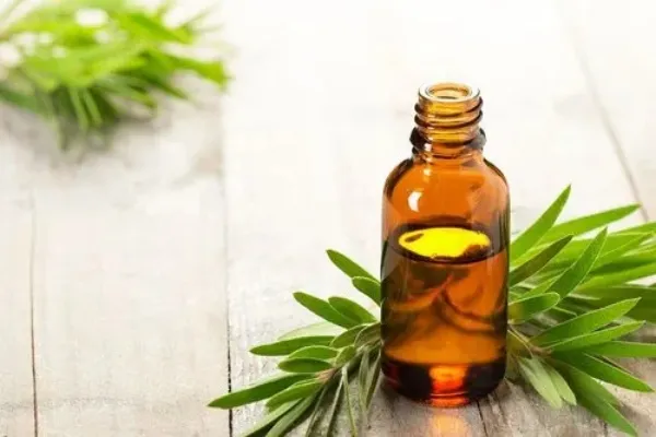 ضدعفونی پوست با اسانس درخت چای + قیمت خرید، کاربرد، مصارف و خواص