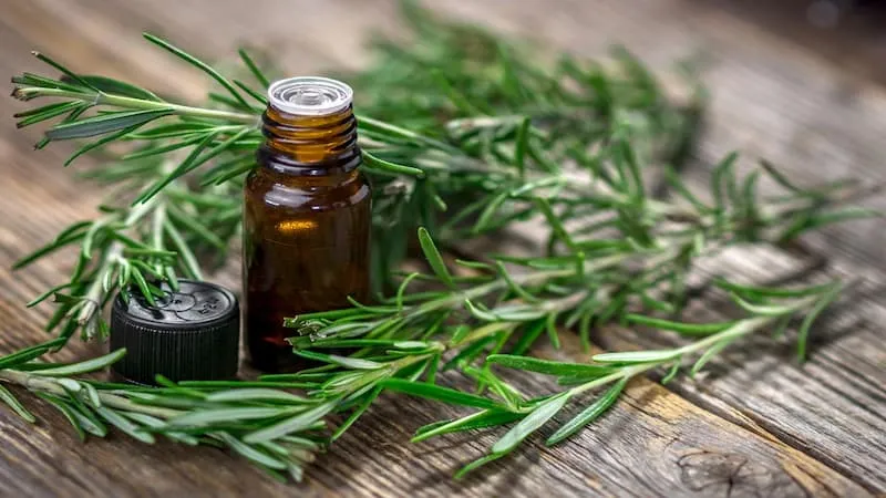 راهنمای خرید اسانس خوراکی رزماری + قیمت عالی
