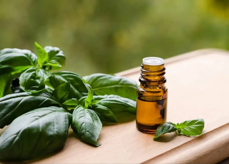 اسانس ریحان خوراکی + قیمت خرید، کاربرد، مصارف و خواص