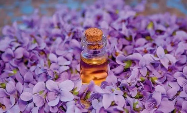 اسانس گل بنفشه آرام بخش قوی + قیمت خرید، کاربرد، مصارف و خواص