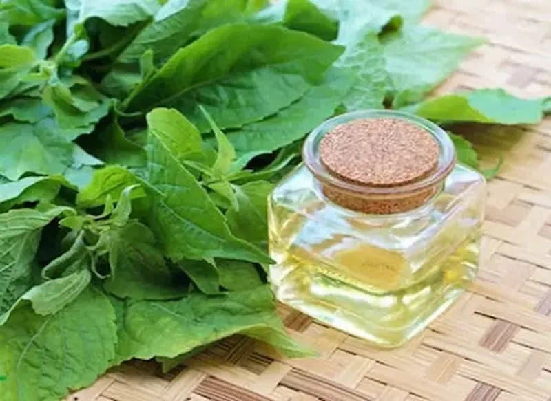 اسانس ریحان خوراکی + قیمت خرید، کاربرد، مصارف و خواص