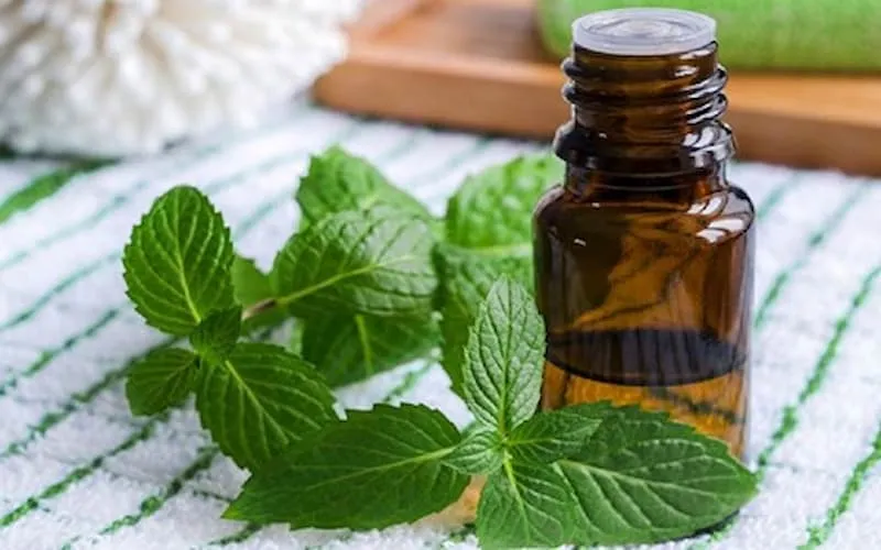 خرید و قیمت روز اسانس نعنا خوراکی