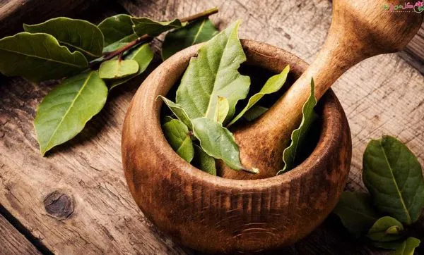 آرامش اعصاب با برگ بو | خرید با قیمت ارزان