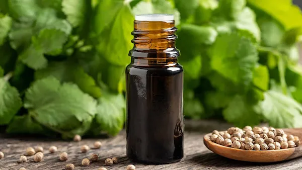 خرید اسانس گشنیز طبیعی + قیمت عالی با کیفیت تضمینی
