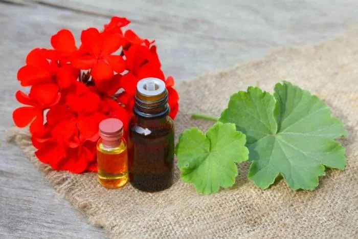 خرید اسانس ژرانیوم (شمعدانی)طبیعی با قیمت استثنایی