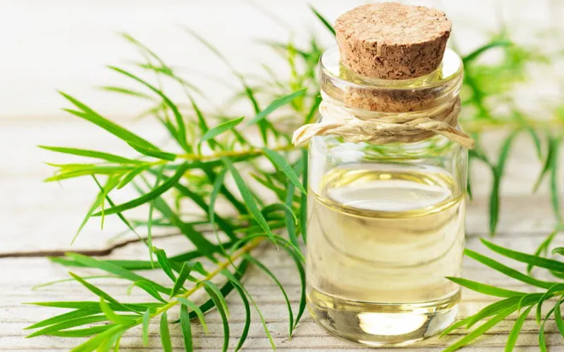 خرید اسانس درخت چای طبیعی با قیمت استثنایی