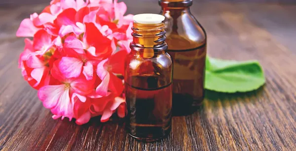 خرید اسانس ژرانیوم (شمعدانی)طبیعی با قیمت استثنایی
