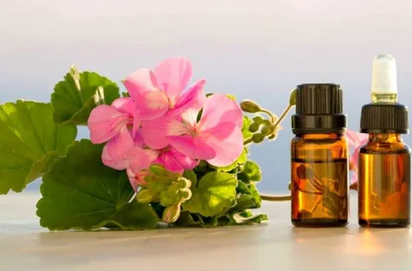 خرید اسانس ژرانیوم (شمعدانی)طبیعی با قیمت استثنایی